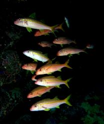 Small school of goatfish taken in a cave at Shark Observa... by Nikki Van Veelen 